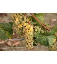Cortese 2014 Piemonte-D.O.C Still White Wine - 750 ml. (11,5% vol.)