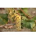 Cortese 2014 Piemonte-D.O.C Still White Wine - 750 ml. (11,5% vol.)
